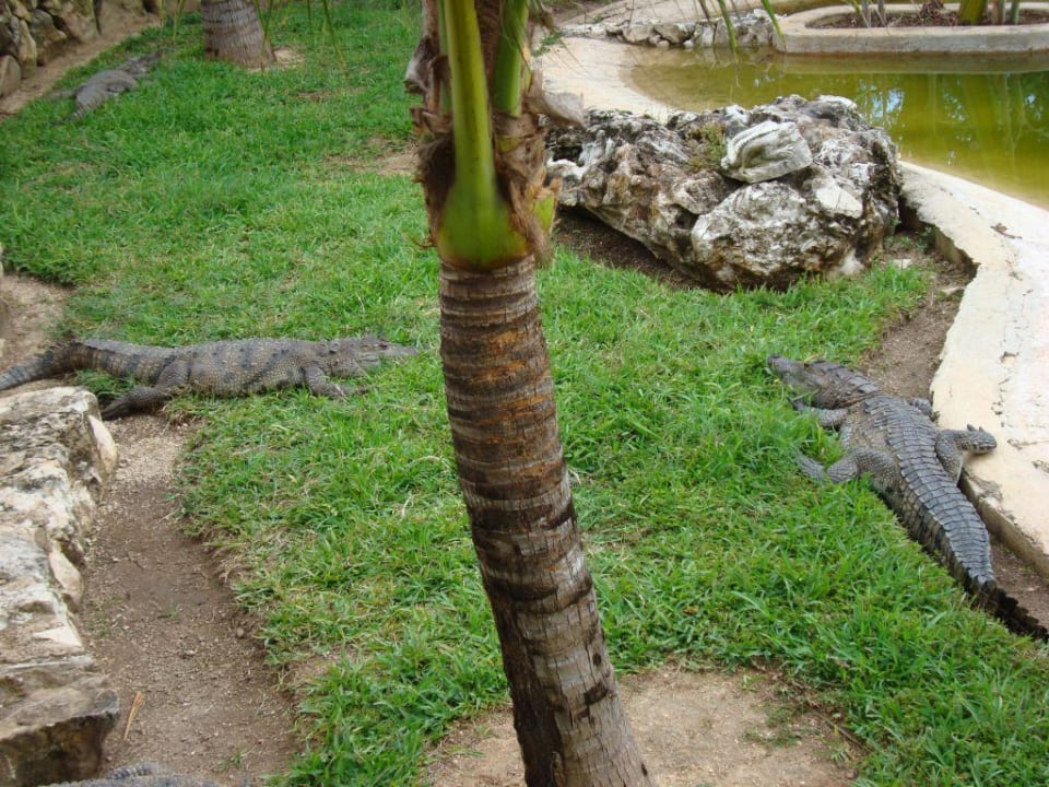 Krokodilgehege Kantenah Grand Palladium Kantenah Resort & Spa