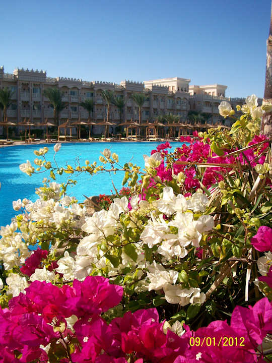 Pool Pickalbatros Palace Resort