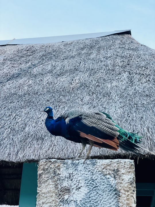 Außenansicht Iberostar Waves Tucan