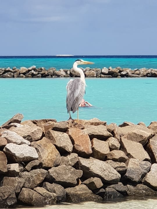 Sonstiges Summer Island Maldives