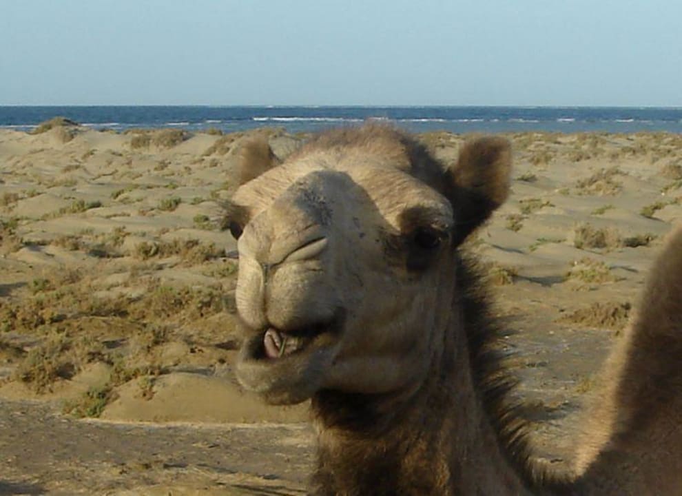 Nicht dumm Lahami Bay Beach Resort