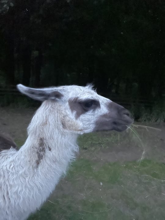 Sport & Freizeit Naturel Hoteldorf Schönleitn