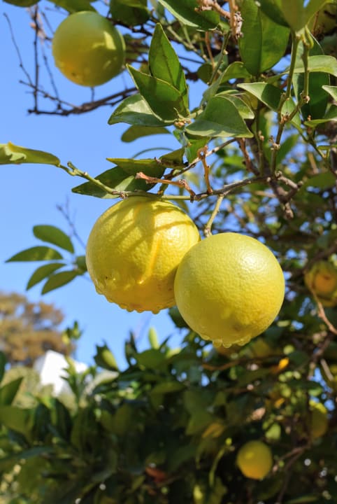 Gartenanlage Armas Gül Beach