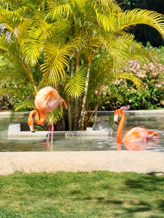 Gartenanlage Secrets La Romana Resort & Spa - Adult Only