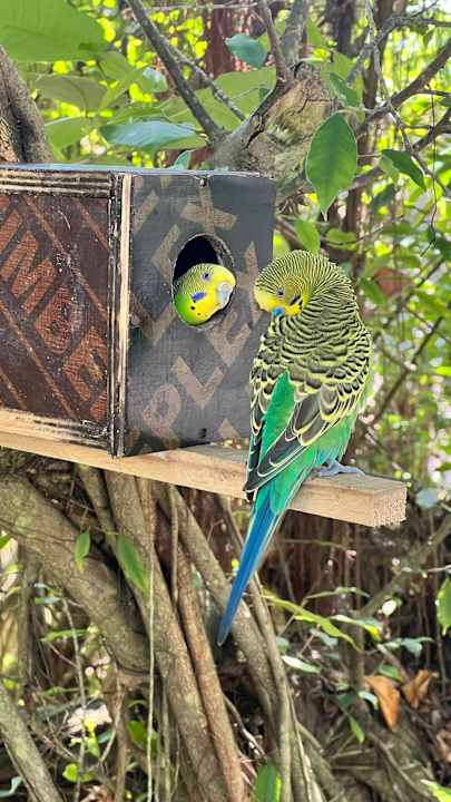 Gartenanlage Angaga Island Resort