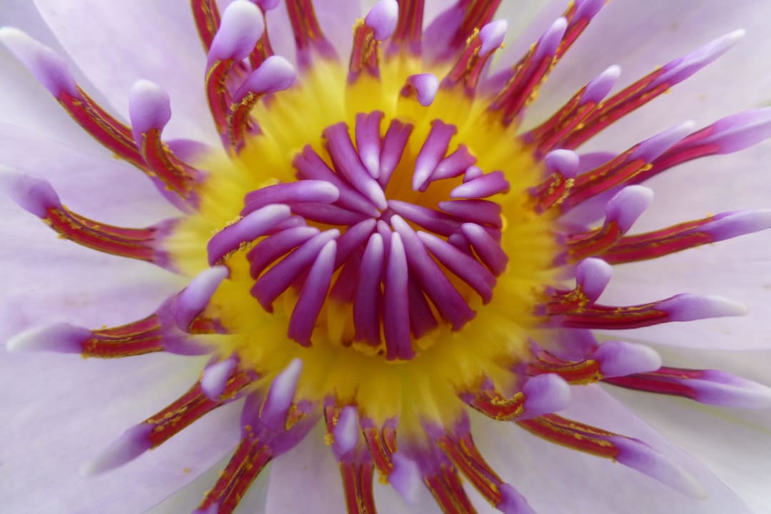 Blüte Hibiscus Garden Hotel