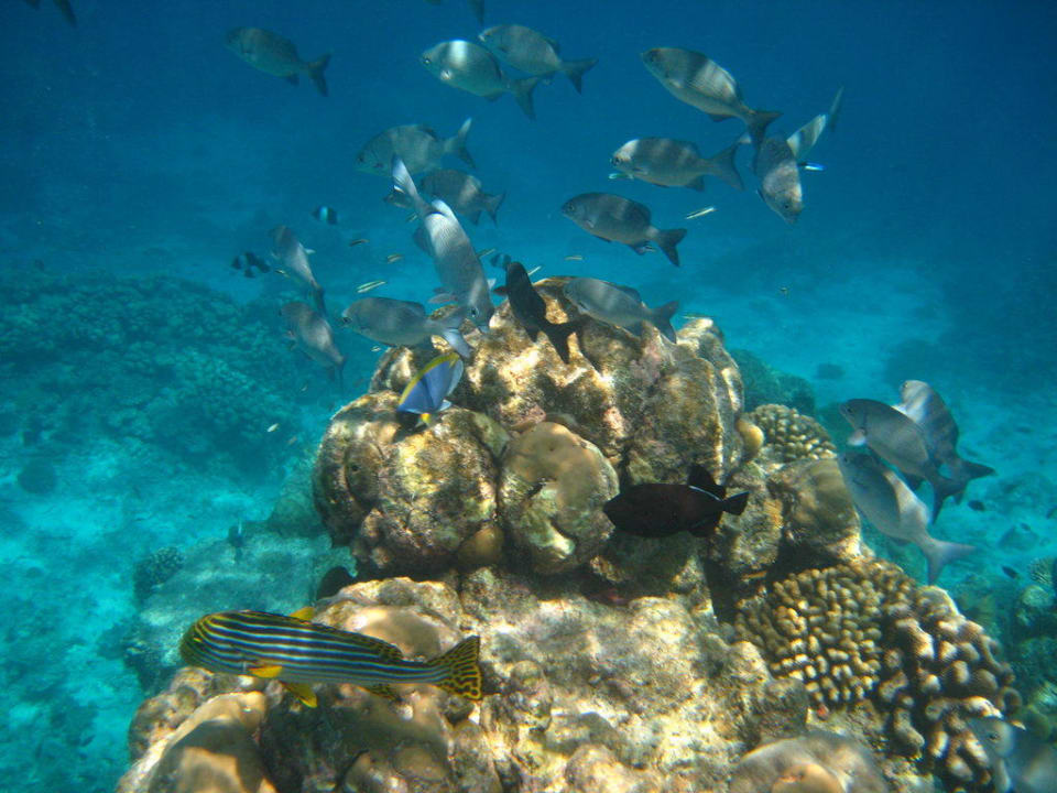 Getümmel Kuramathi Maldives