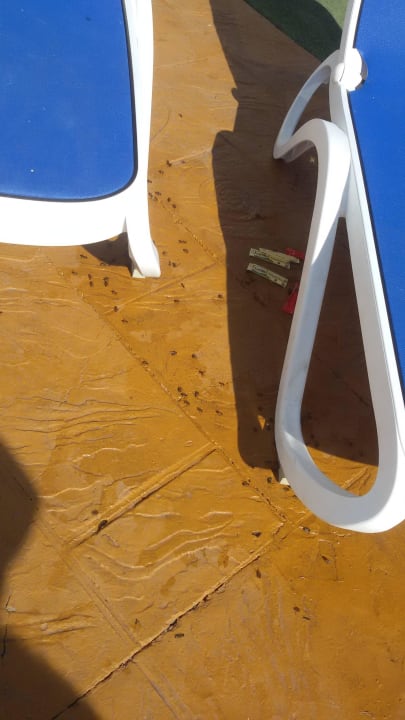 Splashworld Globales Bouganvilla