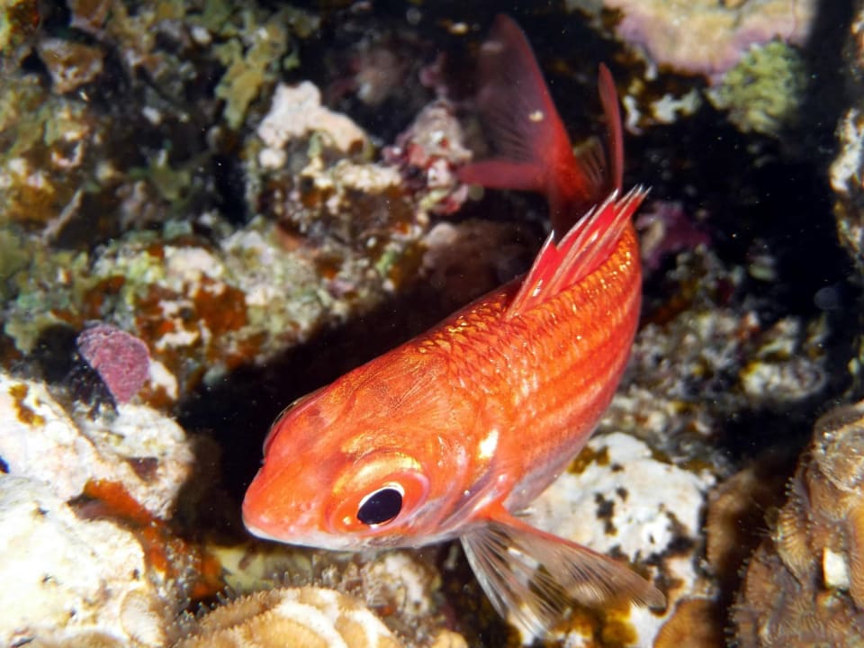 Sport & Freizeit Rohanou Beach Resort