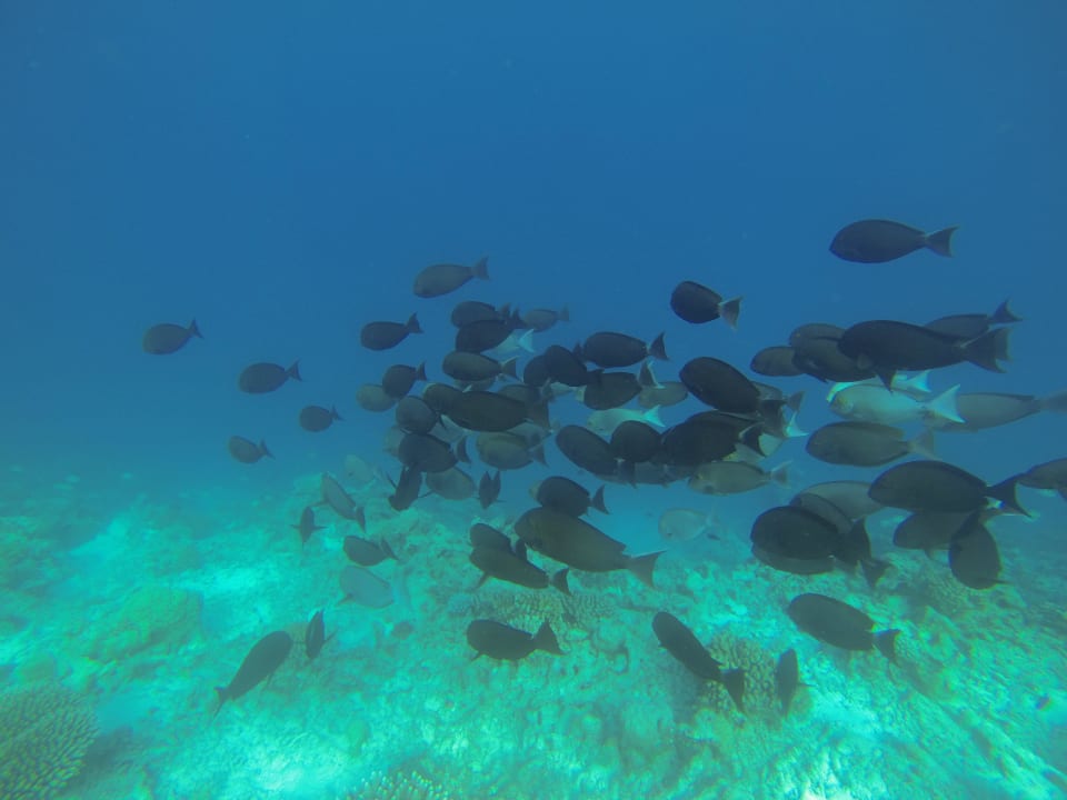 Hausriff Komandoo Island Resort & Spa - Adults only