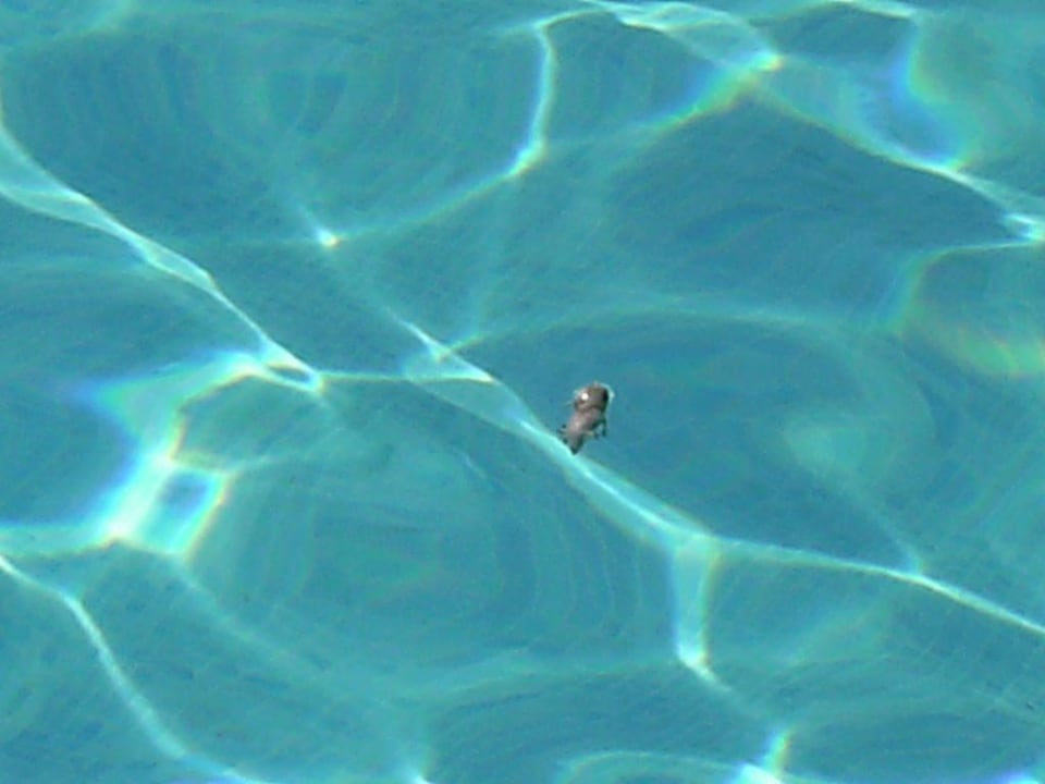 Da schwimmt die Maus.. Hotel Alla Dins