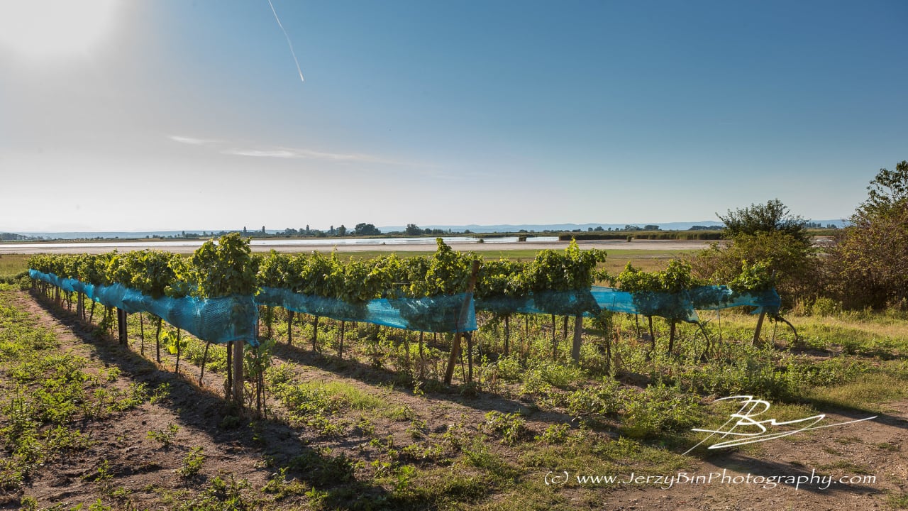 Weingarten vom Weingut Willi Opitz Weingut & Landhaus Willi Opitz