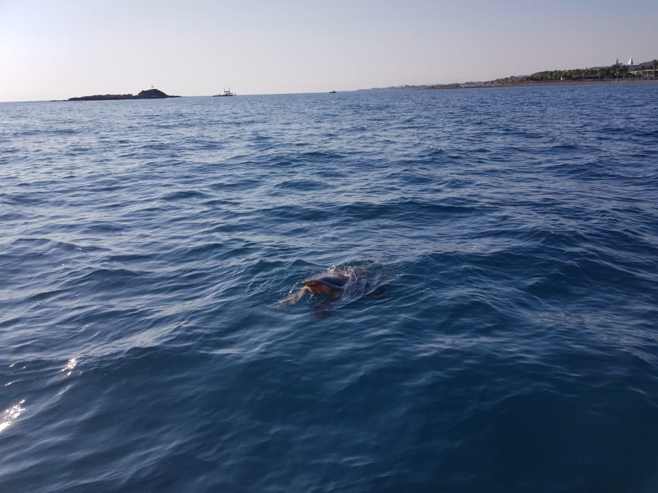 Sonstiges Arycanda Kirman Premium