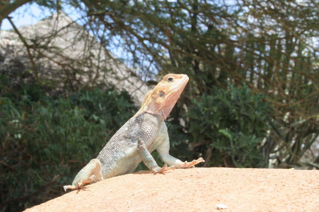 Mieszkanka ogrodu Hotel Amboseli Sopa Lodge