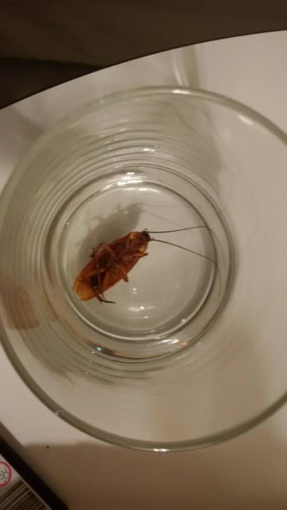 Kakerlake Paradisus by Meliá Salinas Lanzarote