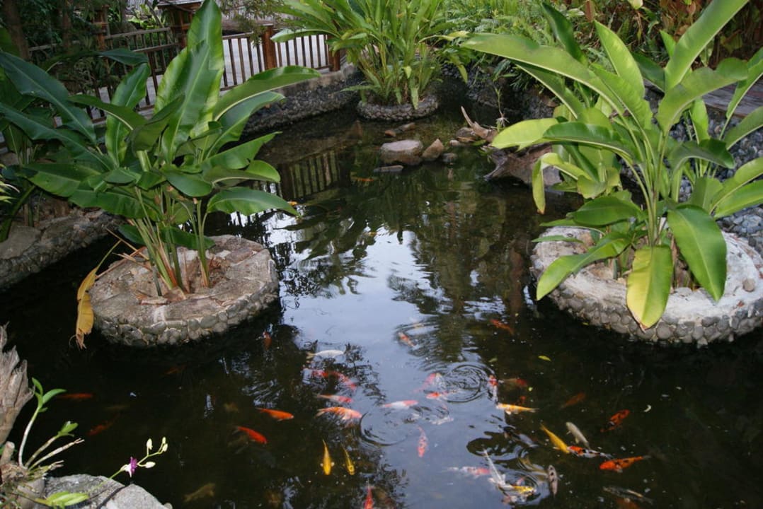 Koiteich im oberen Hotelbereich Santhiya Koh Phangan Resort & Spa