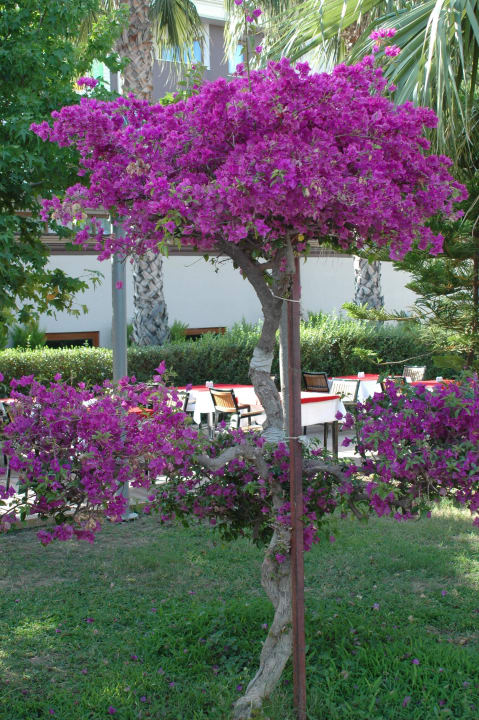 Welche Farben und Blütenpracht. Hane Family Resort