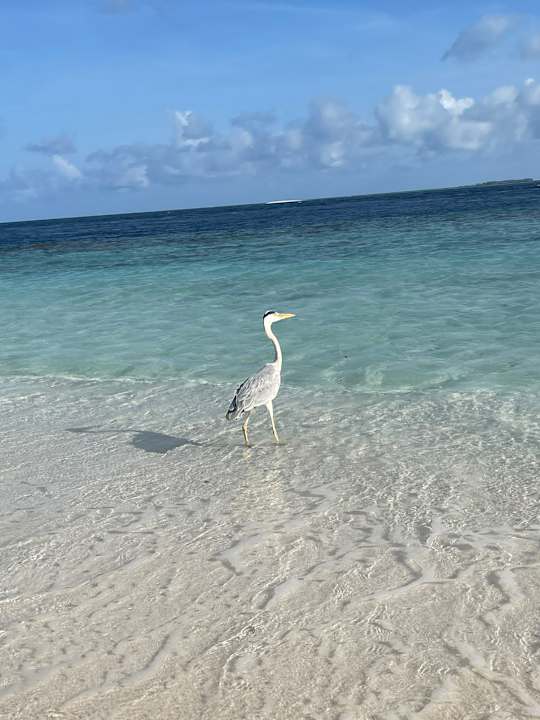 Strand Filitheyo Island Resort
