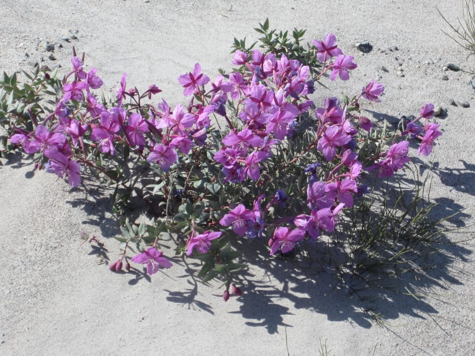 Grönlandblumen Polar Lodge