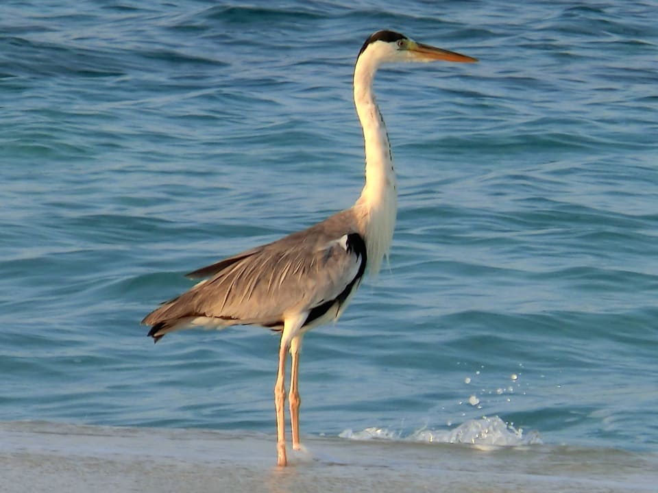 Täglicher Besucher am Strand Adaaran Select Meedhupparu Island Resort - Premium All Inclusive