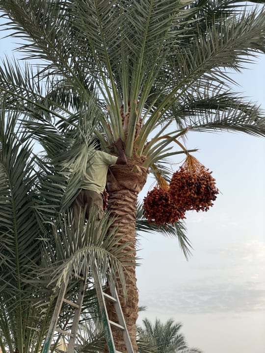 Pool Steigenberger Coraya Beach - Adults only