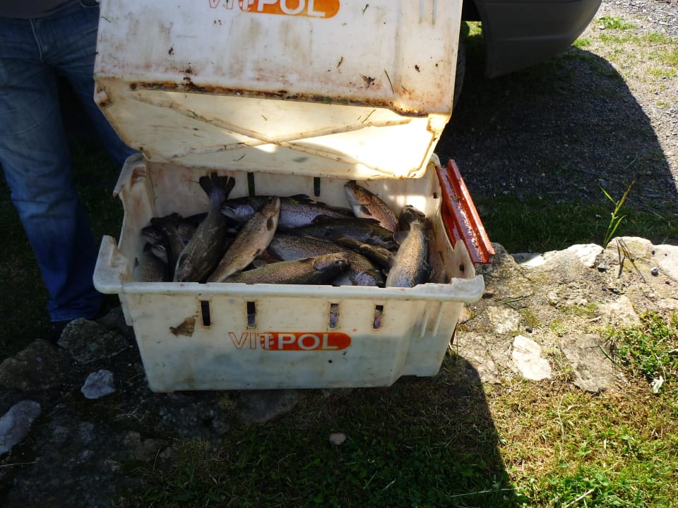 Täglich gibt es frisch gefangene Forellen Hotel Izerska Chata