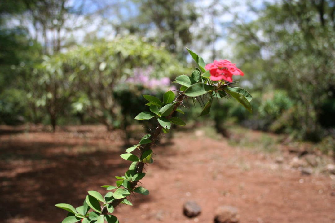 Ogród Hotel Amboseli Sopa Lodge
