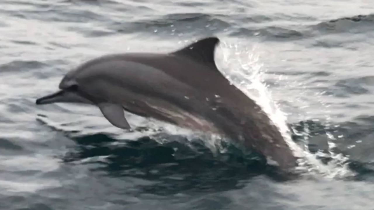 Delfine Kuramathi Maldives