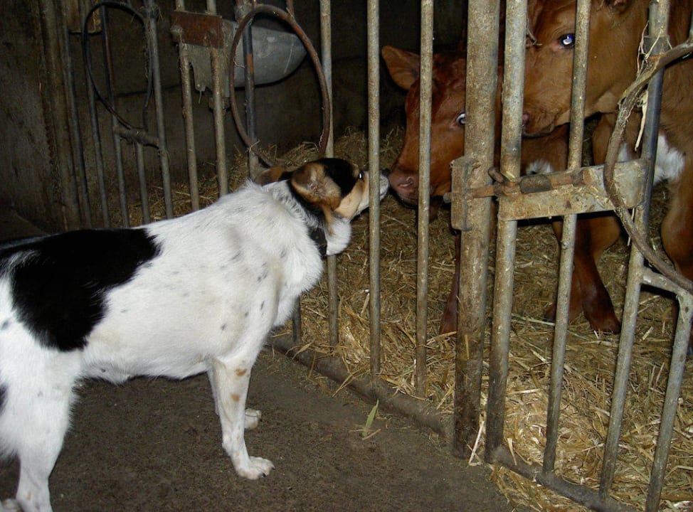 Gib Küsschen Bio- und Kräuterbauernhof Leiten (Leitenbauer)