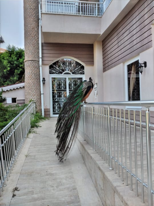 Gartenanlage Seaden Corolla Hotel