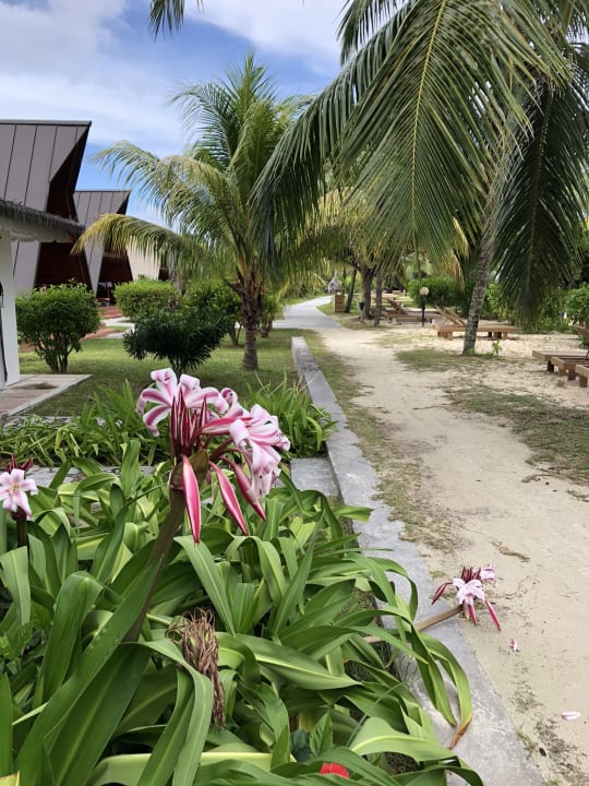 A Frame Chalets in erster Reihe  La Digue Island Lodge
