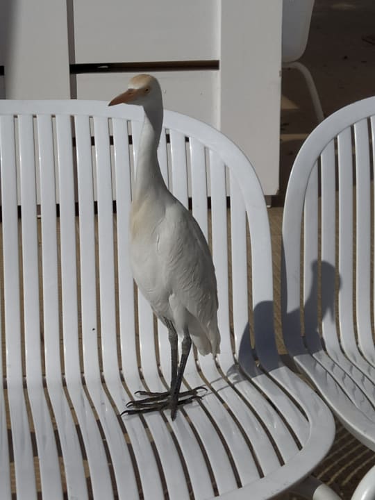 Sonstiges Desert Rose