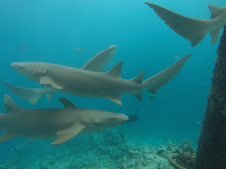 Sport & Freizeit Summer Island Maldives