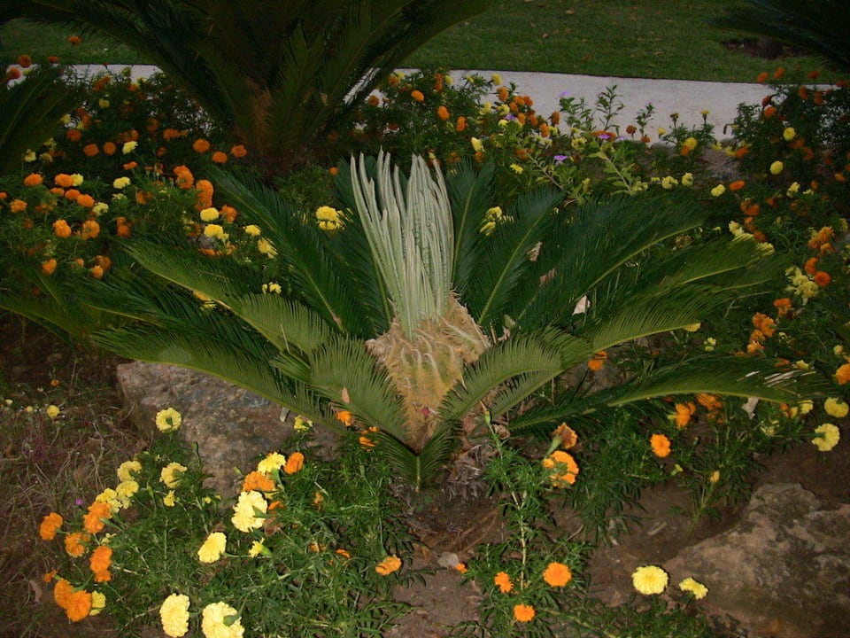 Palme Labranda Alantur Resort