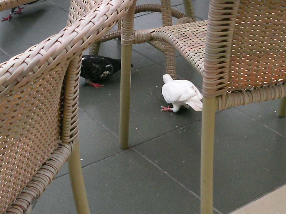 Tauben muss man hier mögen Be Live Tenerife - Adults only