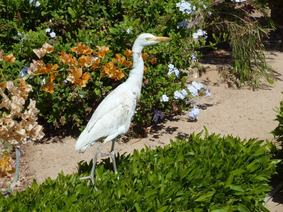 Besucher im Garten Mövenpick Resort & Spa El Gouna