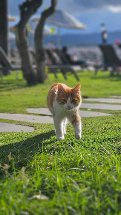 Gartenanlage Paloma Pasha