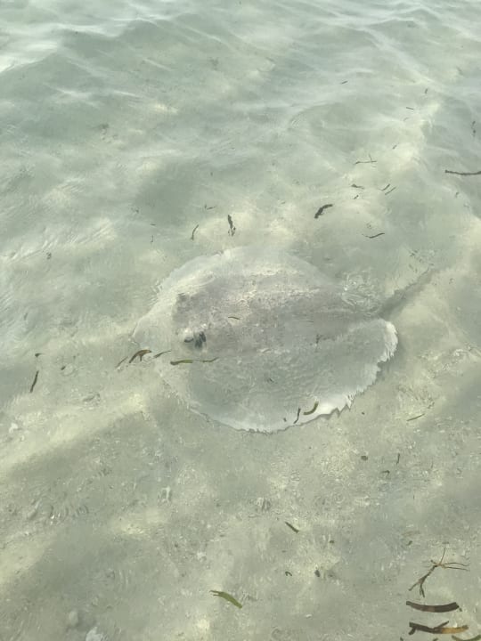 Strand Kuredu Island Resort & Spa