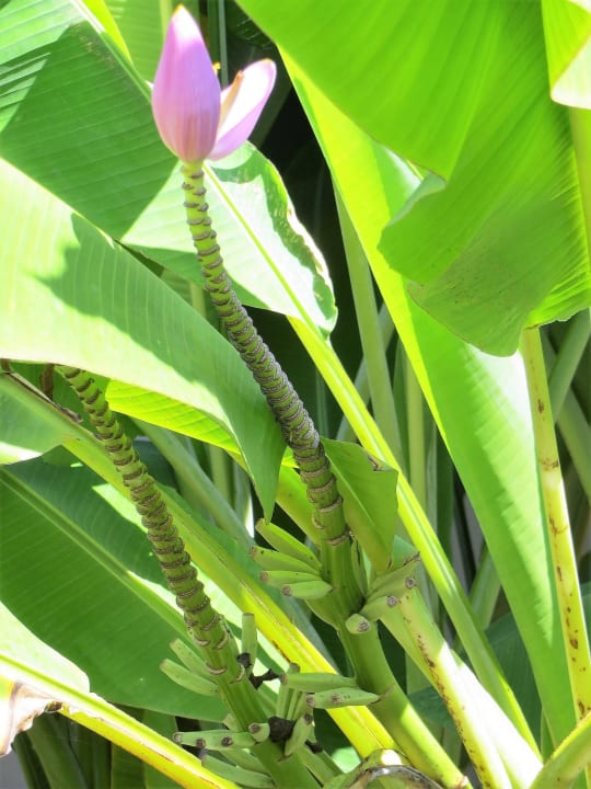 Bananenstaude Khaolak Laguna Resort