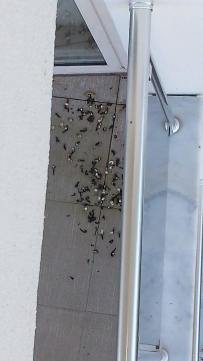 Schwalbenkot Seaden Sea World Resort & Spa