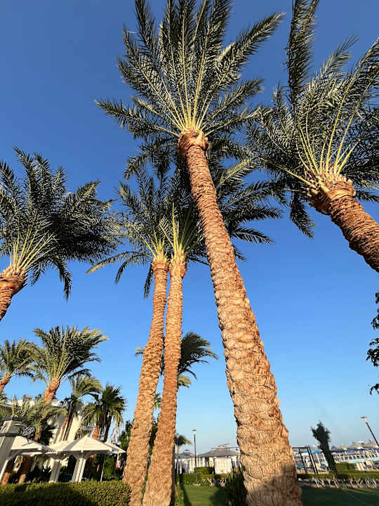 Gartenanlage Amarina Abu Soma Resort & Aquapark