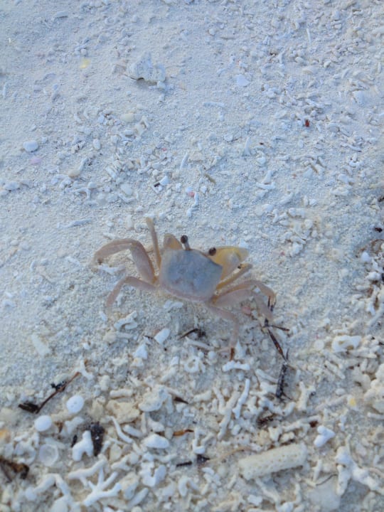 Strandbewohner Meeru Maldives Resort Island