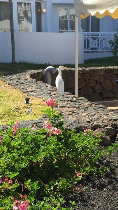 Tierischer Besuch Hipotels La Geria