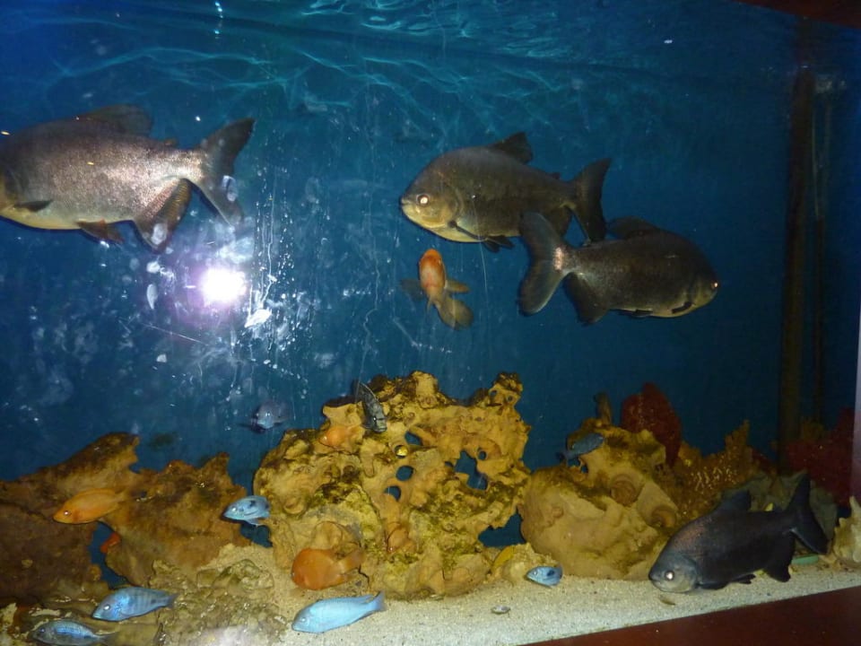 Akwarium w barze Papillon Ayscha