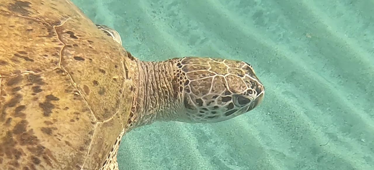 Sport & Freizeit Malikia Resort Abu Dabbab