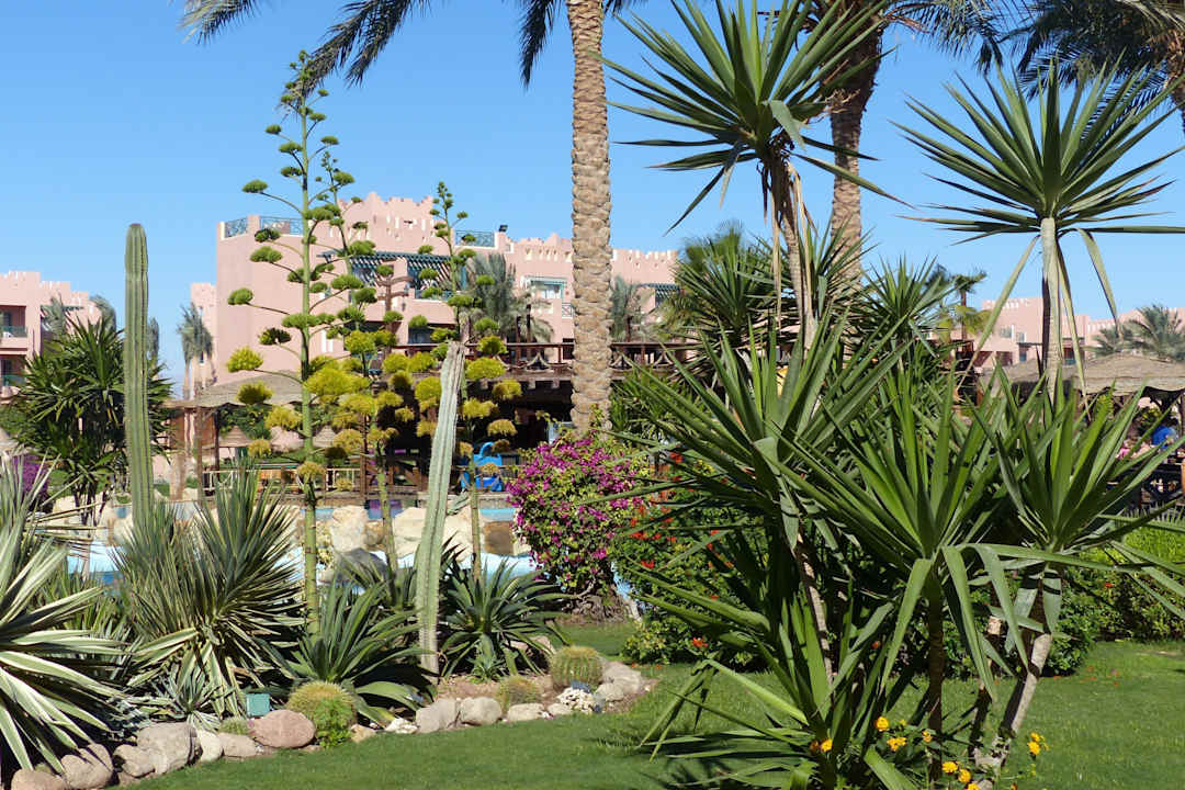 Zieleń pielęgnowana na kolanach Rehana Sharm Resort Aqua Park & Spa