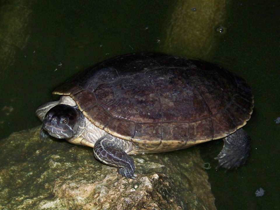 so ein Sonnenbad ist schön Grand Palladium Select Bávaro Resort & Spa