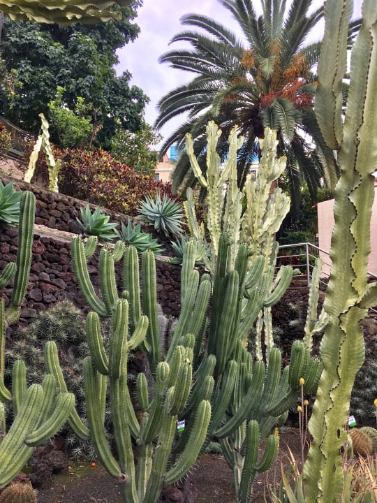 Gartenanlage BLUESEA Costa Jardin Spa