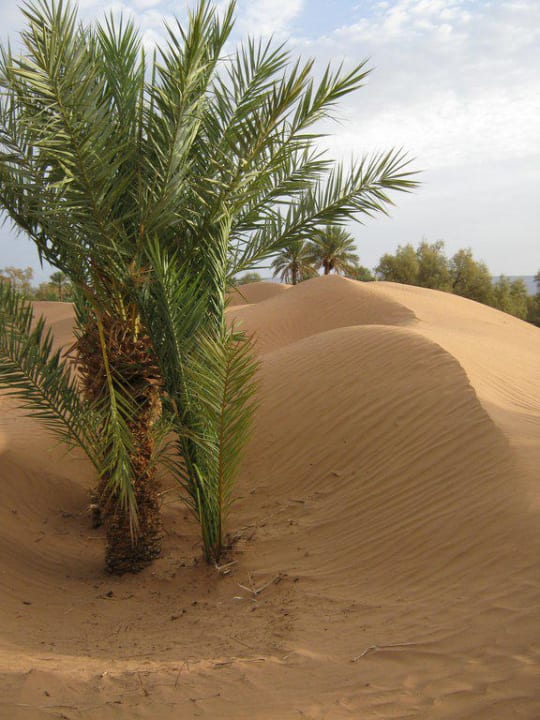 Dune de Tinfou Auberge Toda Kasbah Tinfou