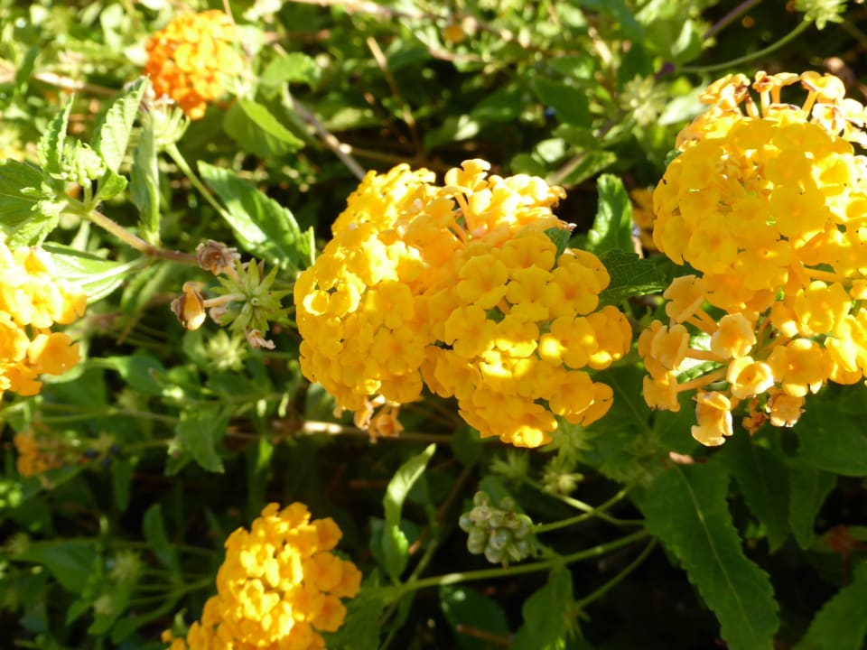 Flower in the garden Atlantica Mikri Poli Crete